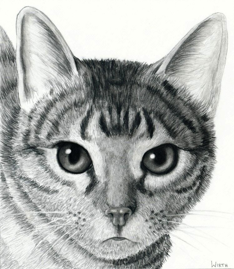 Bild Katze, Fell, Haustier, Zeichnungen von Nico Wirth