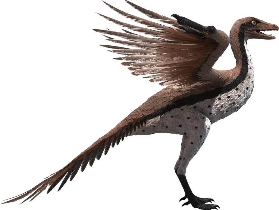 Size comparison Archaeopteryx vs human