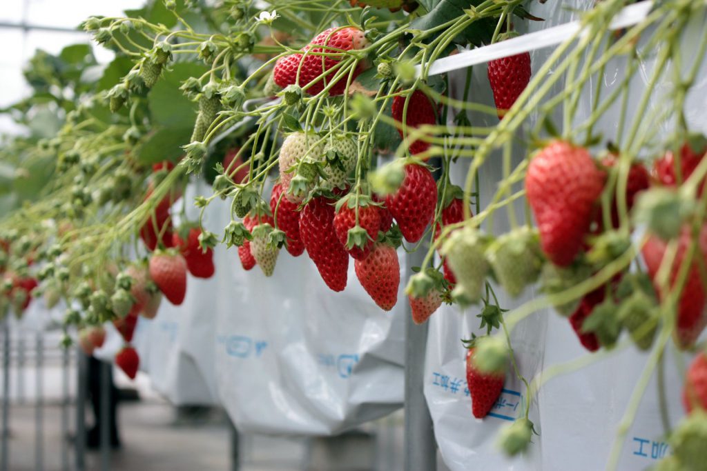 Japanese strawberry varieties WASHOKU Japanese Jobs & Foods.