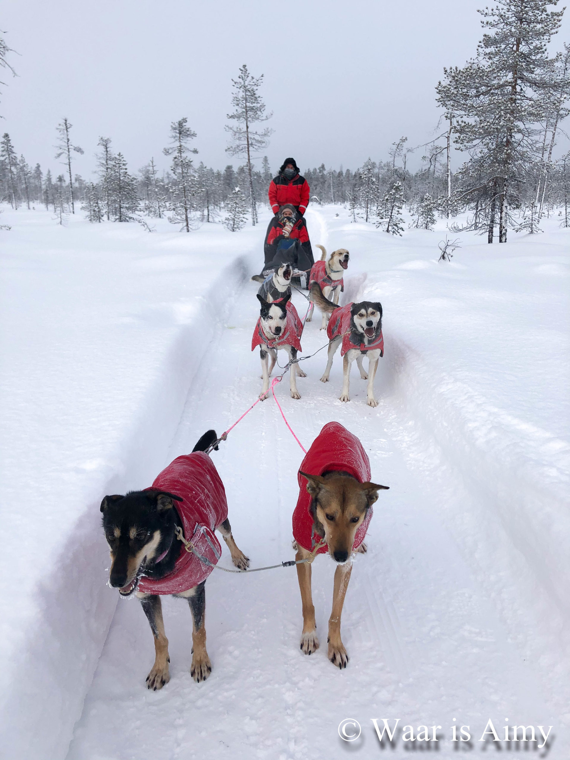 Huskytour Levi - Waar is Aimy