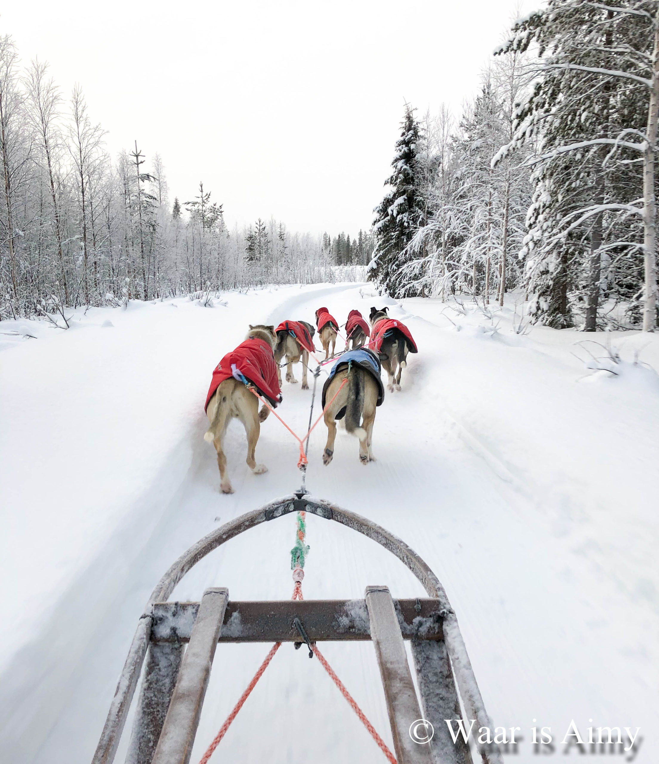 Huskytour Levi - Waar is Aimy
