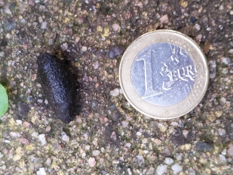 Uitwerpselen Egel? Of Toch Rat?