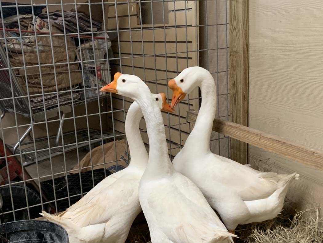 Livestock Supply Store Houston Farm Animals, Feed, Supplies