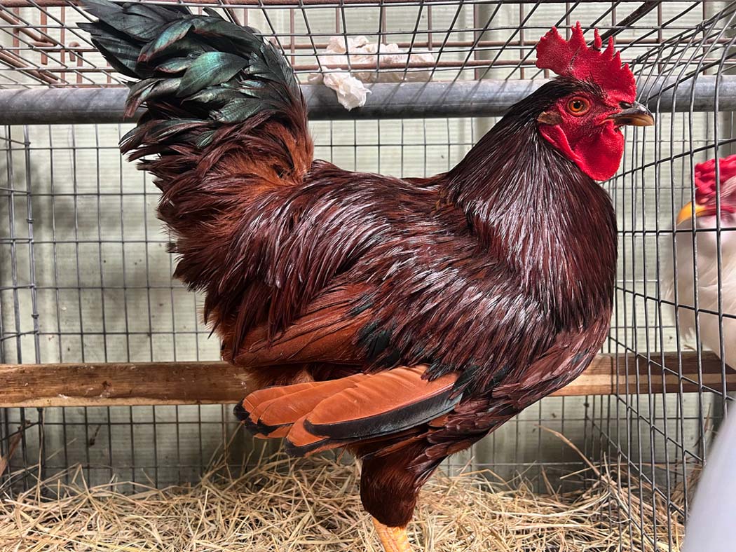 Livestock Supply Store Houston Farm Animals, Feed, Supplies