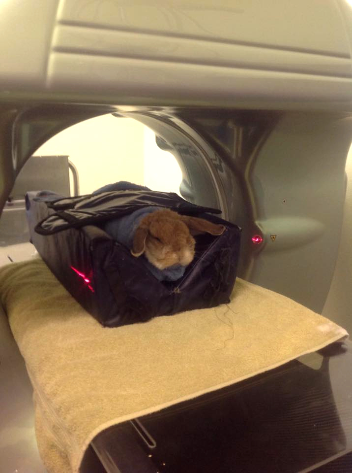 Veterinary emergencies WabbitWiki
