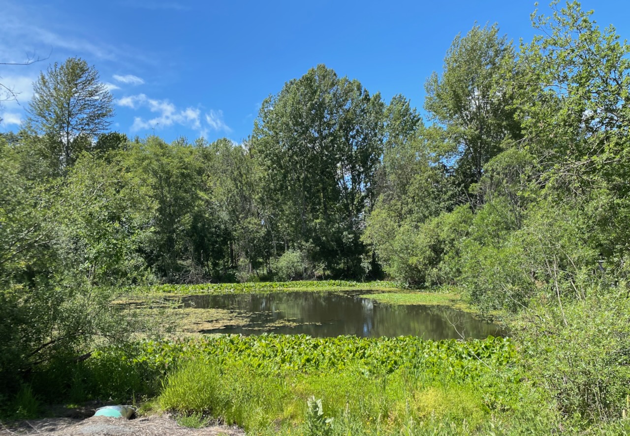 WABI Weekday Walkers head to Longacres Natural Area Wed June 19 9am WABI Burien