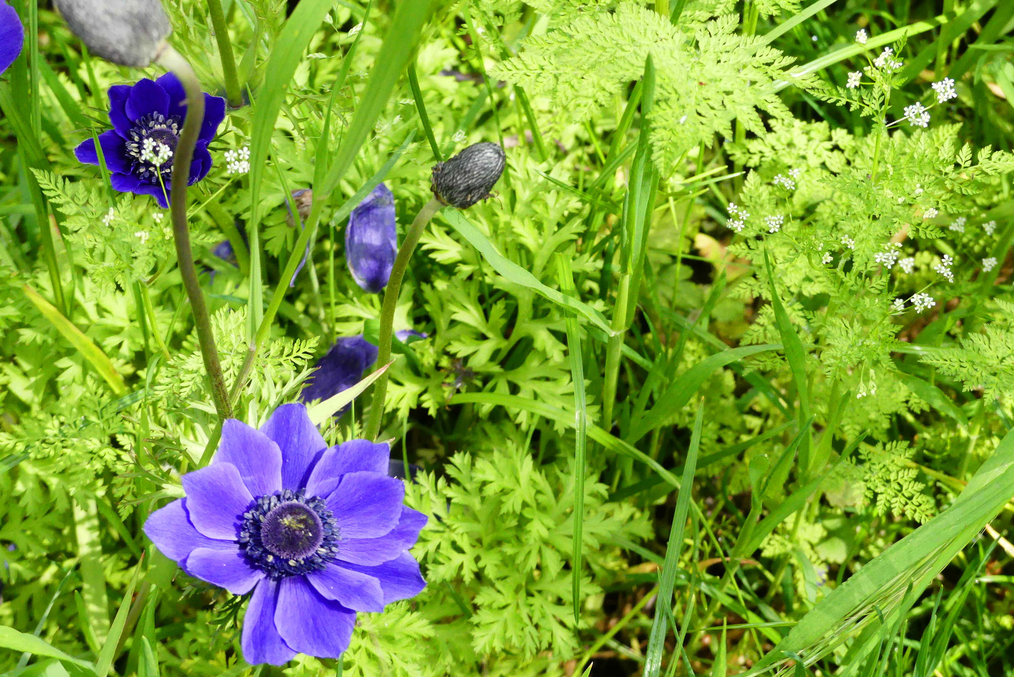 und noch mehr blaue Blumen im Mai wachsenlassen