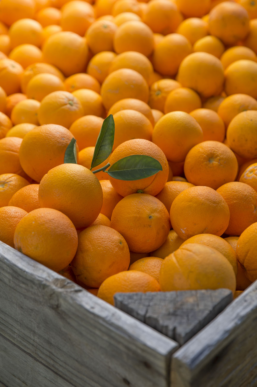Season and Varieties WA Citrus