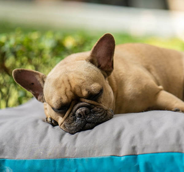 Wag Shack Pet Boarding, Dog Daycare, Grooming in New Albany, MS