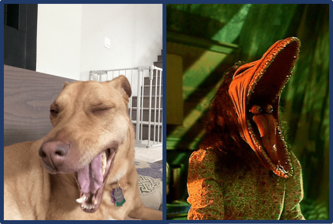 Is A Dog Yawning A Sign Of Stress