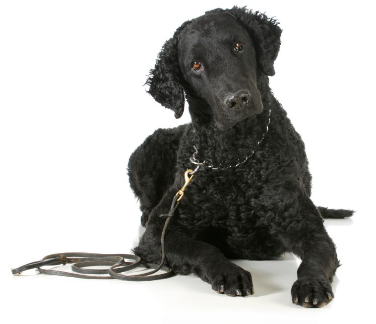 Curly Coated Retriever Breed Info