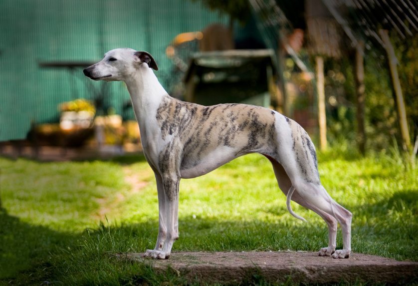 An InDepth Look into the Whippet Dog Breed
