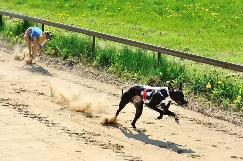 Why Greyhound Racing Needs to End