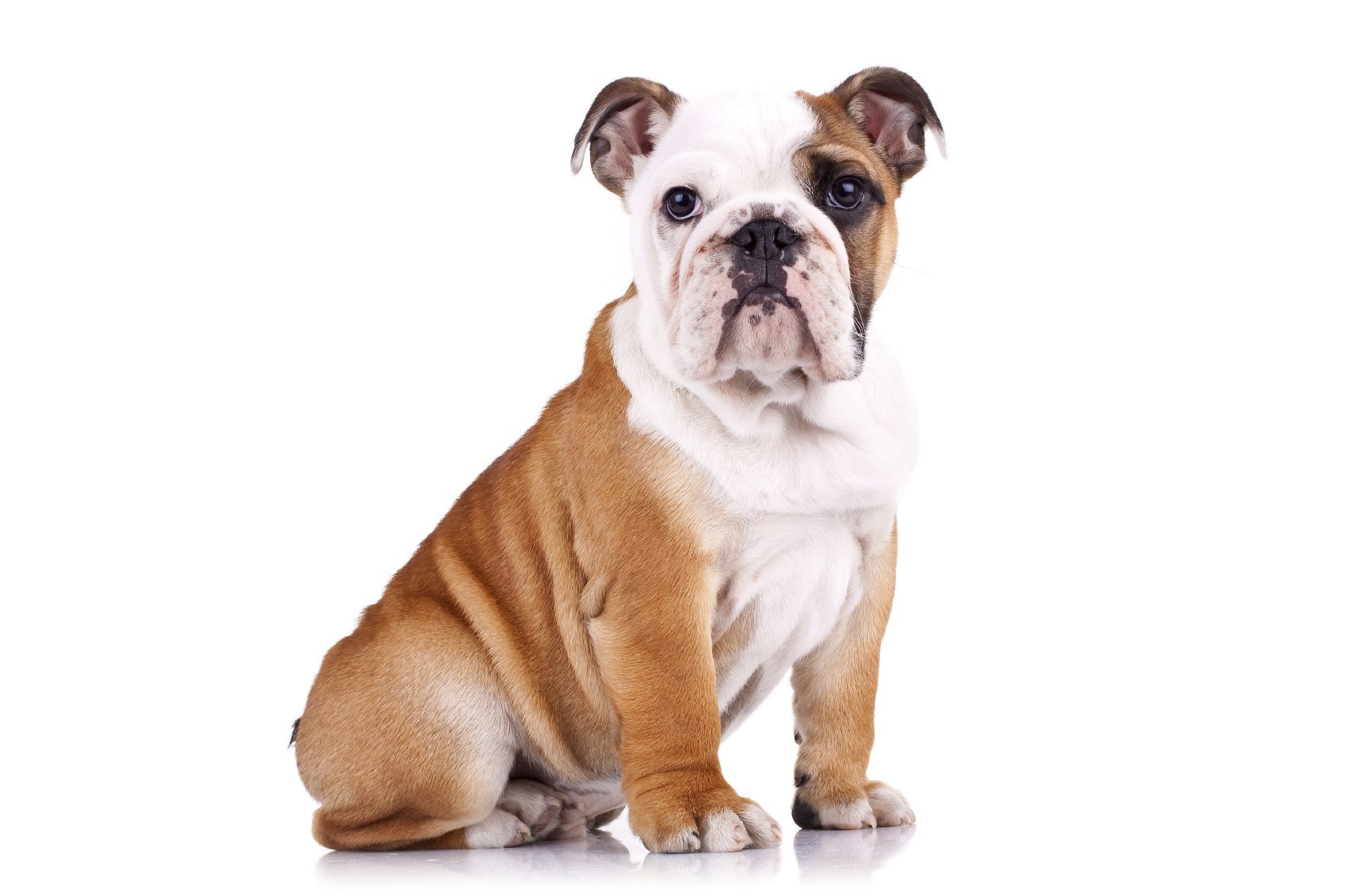 Top 10 Affectionate Dog Breeds
