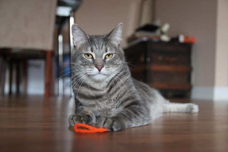 How to Train Your Cat to Fetch