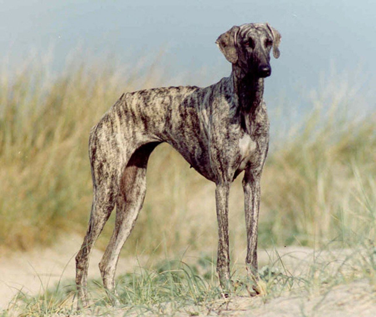 American Kennel Club Recognizes Sloughi And American Hairless Terrier