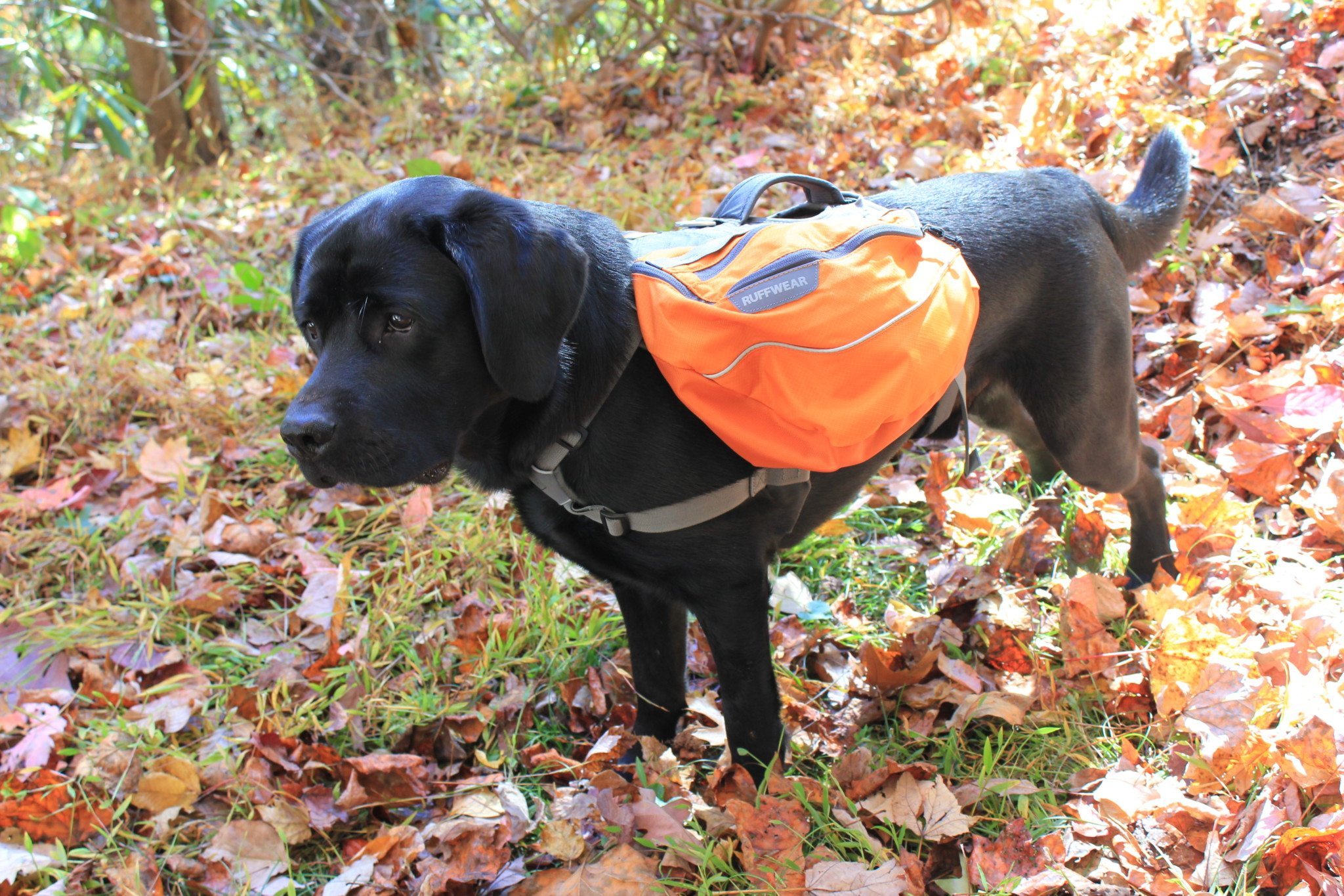 Dog Backpack Review Hiking With the Ruffwear Approach Pack