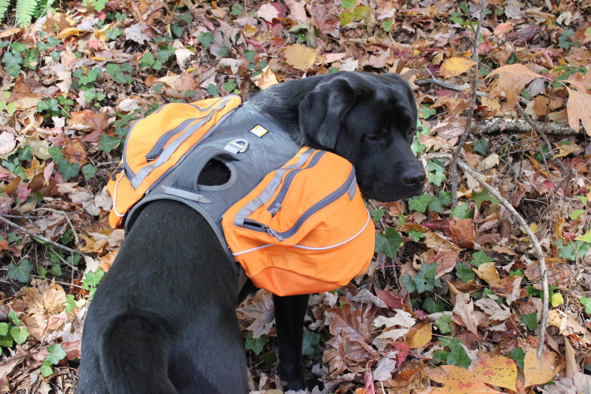 Dog Backpack Review Hiking With the Ruffwear Approach Pack