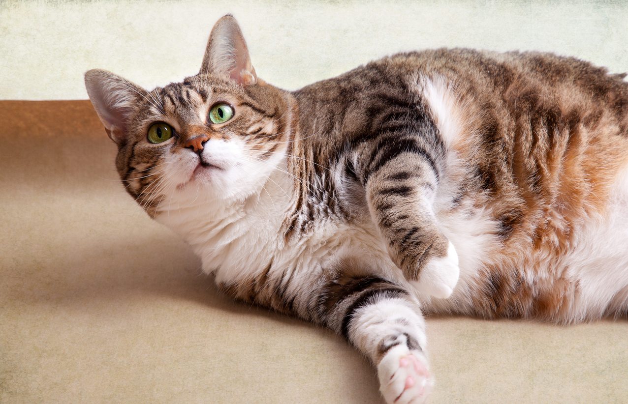 Awesome Cat Weight Loss Tips Creative Ways To Help Your Cat Lose Weight