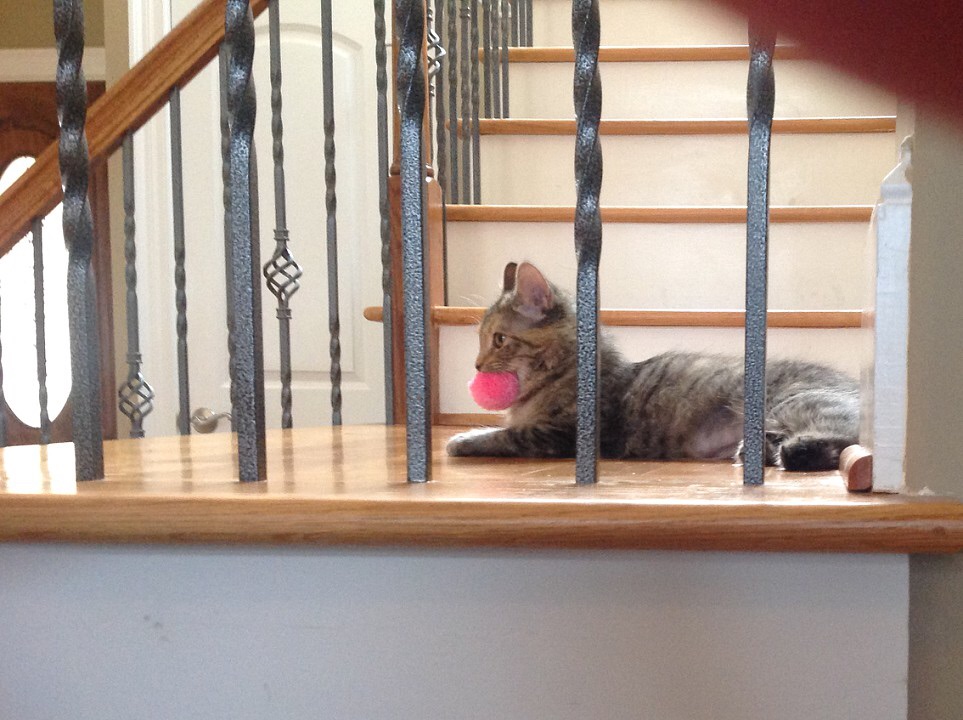 How Our Cats Entertain Us Wagbrag
