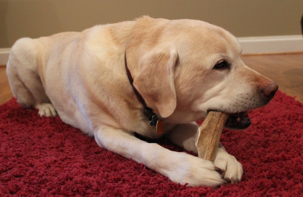 Giving Your Dog A Bone? Here is the 1 Dog Bone Safety Tip Wagbrag