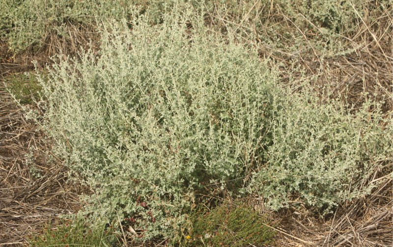 Berry saltbush Wagga Flora