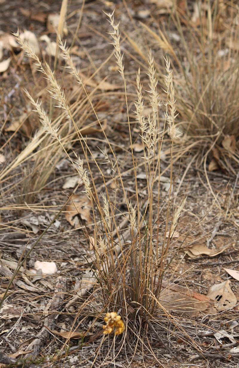 Wallaby grasses Wagga Flora