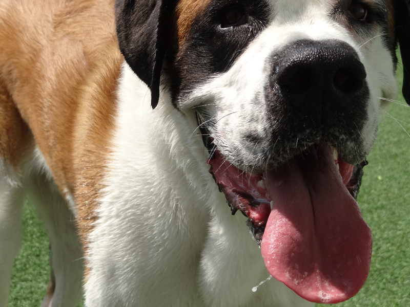 Waggerz' Lounge Doggy Daycare, Boarding & Grooming In Worcester, MA