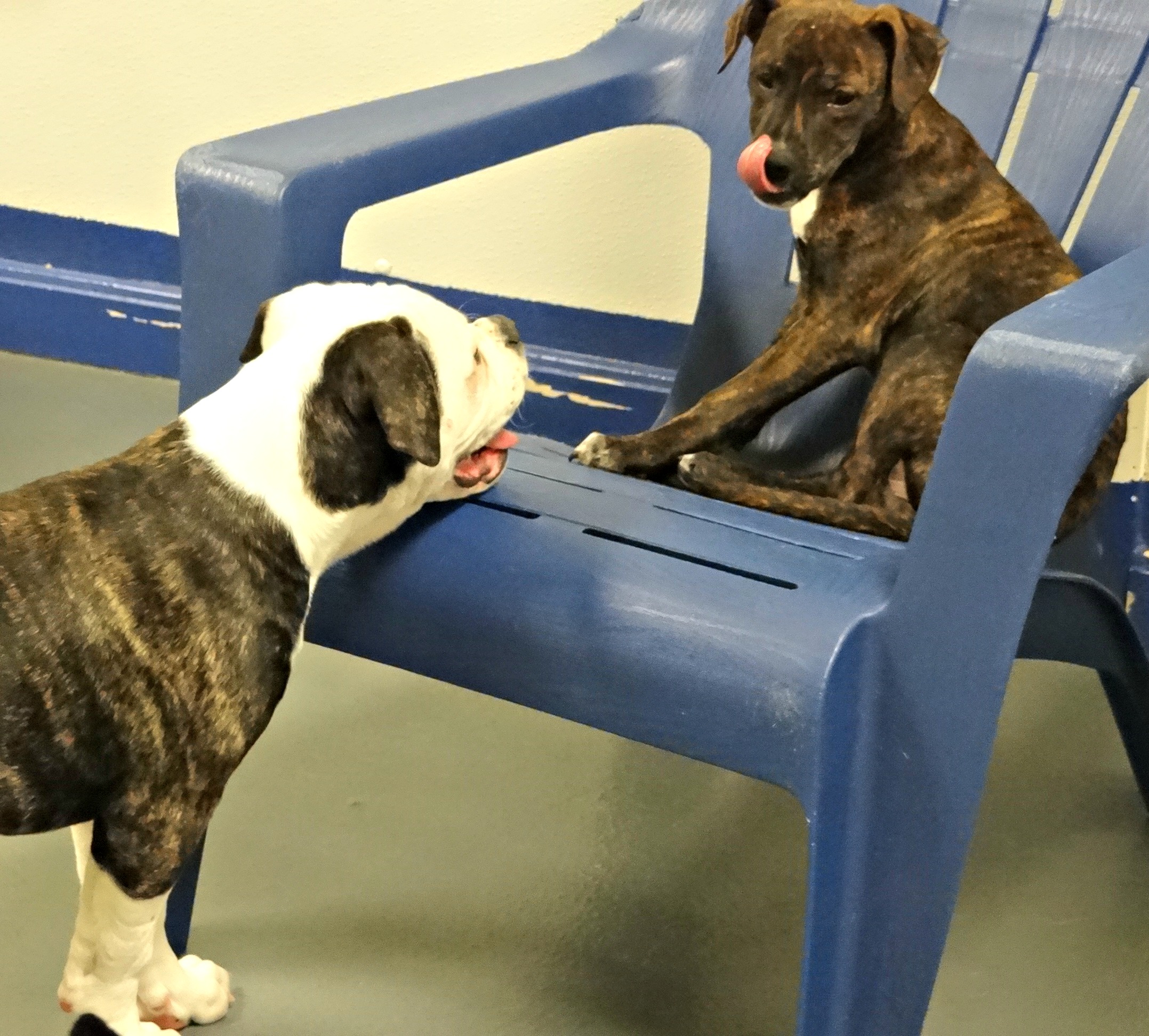 Boarding Waggerz' Lounge