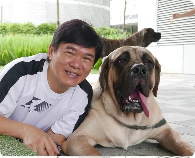 Dog Training Singapore Waggies Singapore