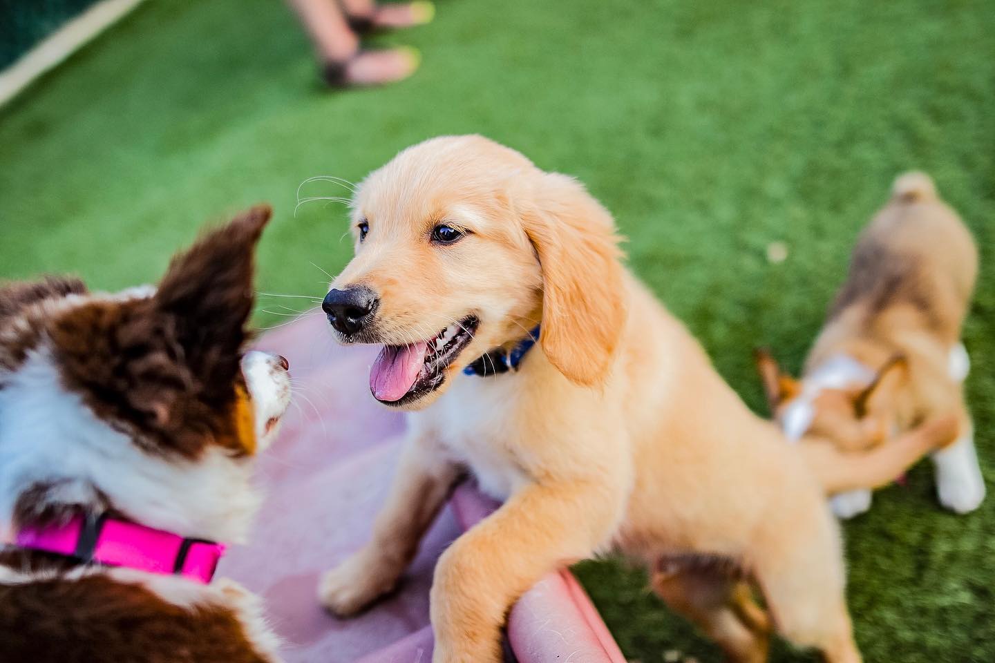 CONTACT US Waggie Pet Zone