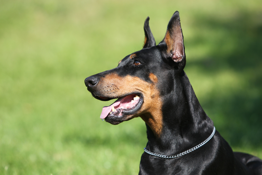 10 Breeds That Make Good Guard Dogs Wagging Mongrel