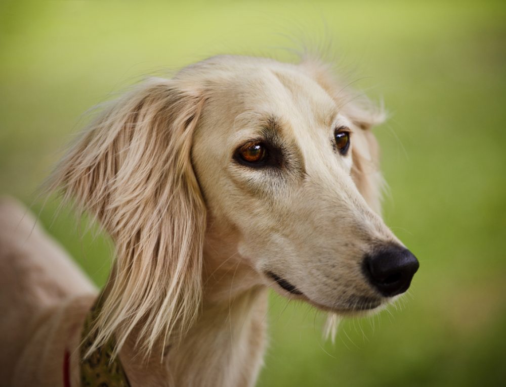 Dog Breeds That Start With B Wagging Mongrel