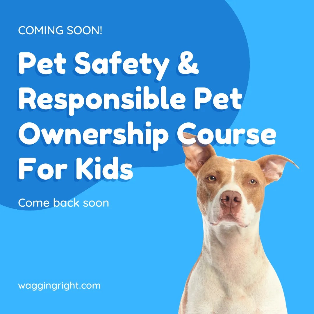 FamilyFocused Dog Training & Education Wagging Right