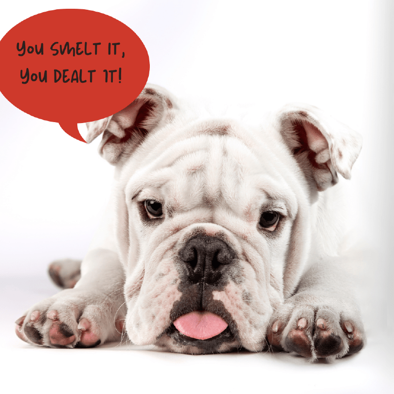 How to Stop Your Dog From Farting, 5 Proven Ways Wagging Right