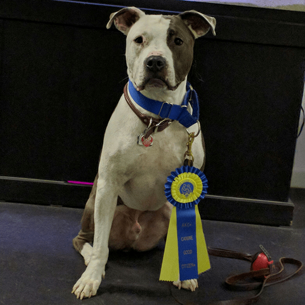 Dog Obedience Training from Brookline to Nashua NH