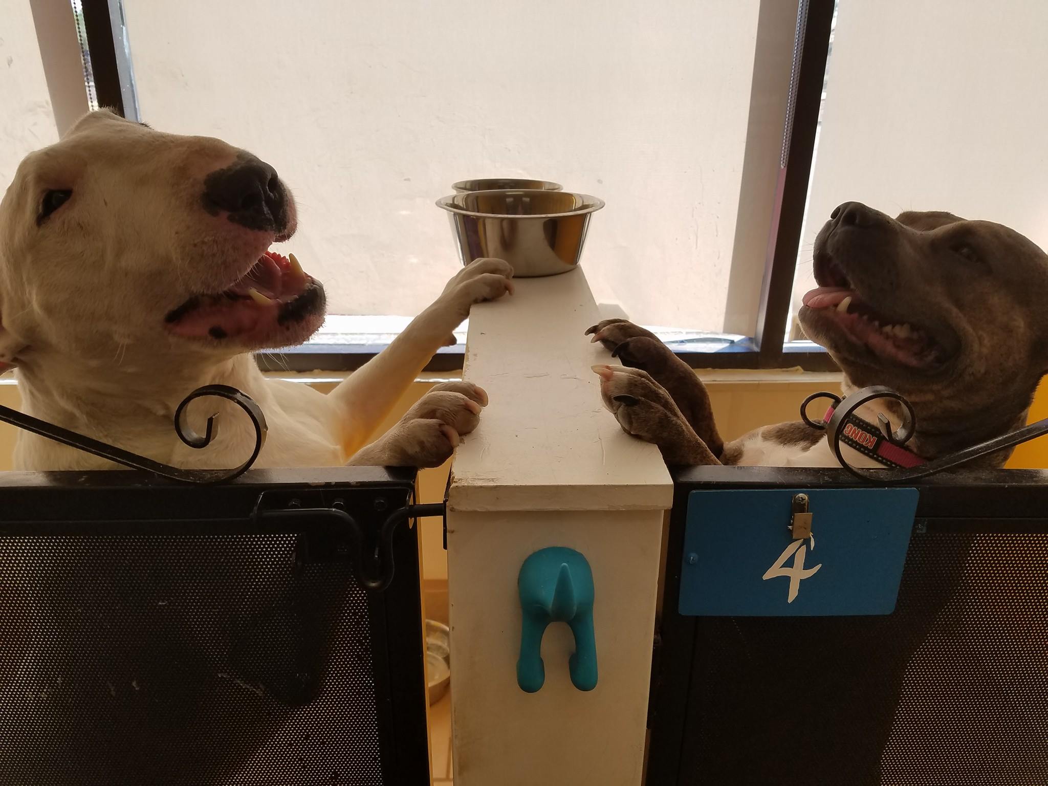 boarding Wagging Tails Pet Resort