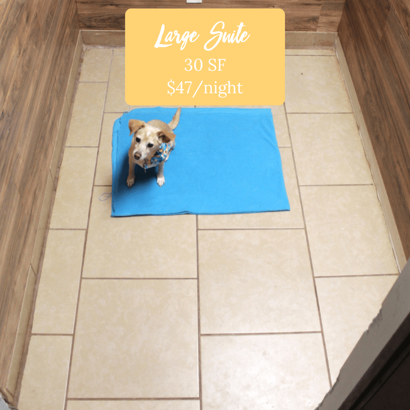large suite Wagging Tails Pet Resort