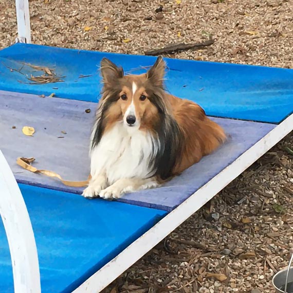 Waggin’ Tails Bed & Biscuit Resort