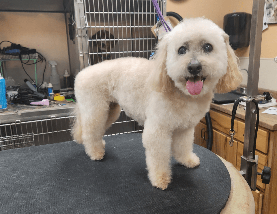 Pet Grooming In Fitchburg, WI 53719 Waggin' Tails Doggie Dude Ranch