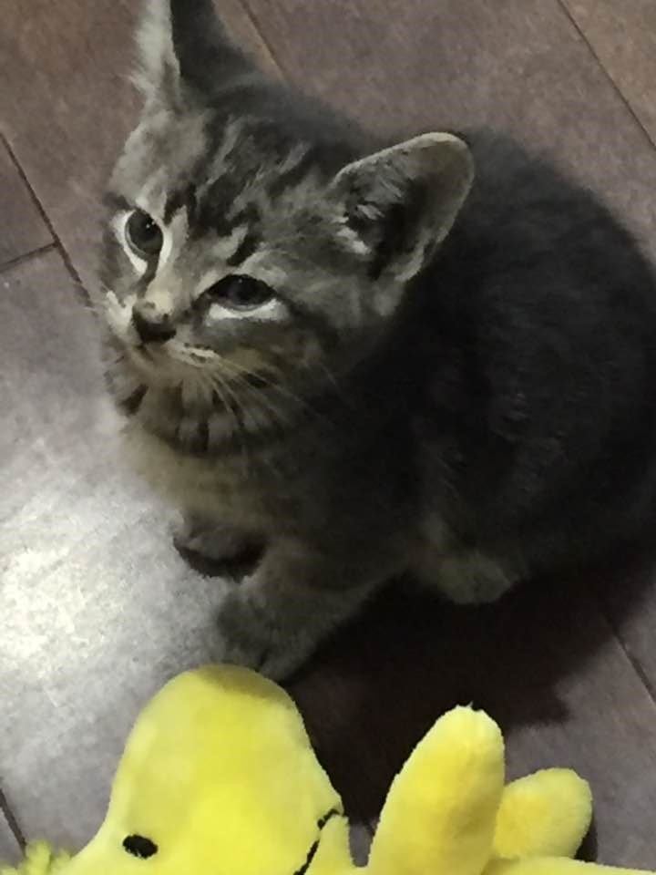 Cat and Small Pet Services Waggin Tails Pet Services