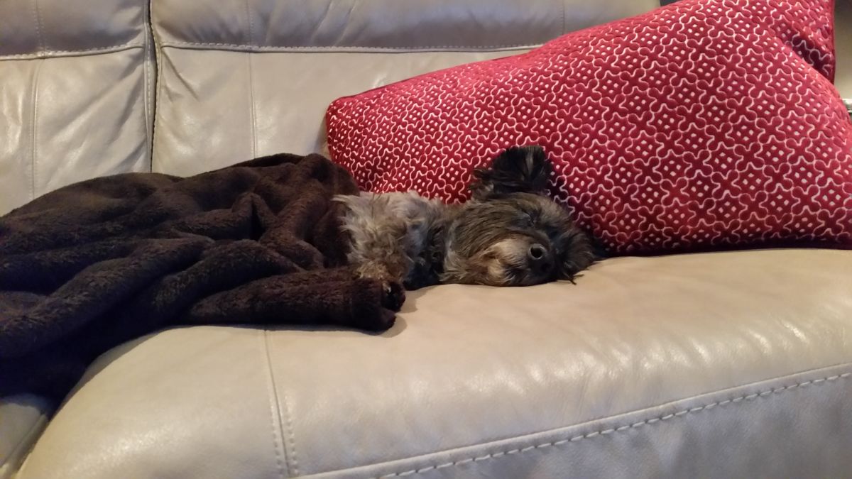 Pet Sitting and Overnight Care Waggin Tails Pet Services