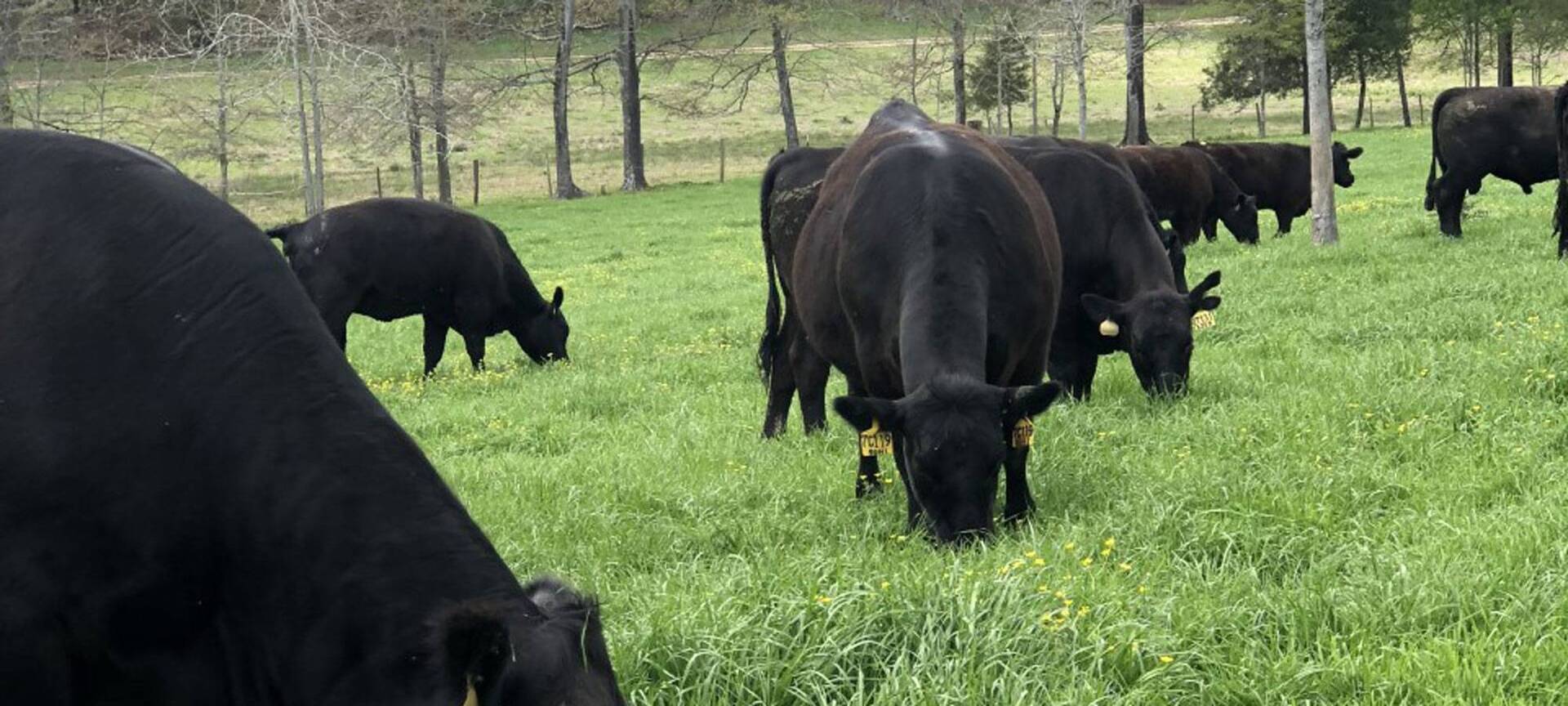 Waggoner Cattle Co. LLC Angus Cattle Breeder Hereford Cattle Breeder Registered Cattle Breeder