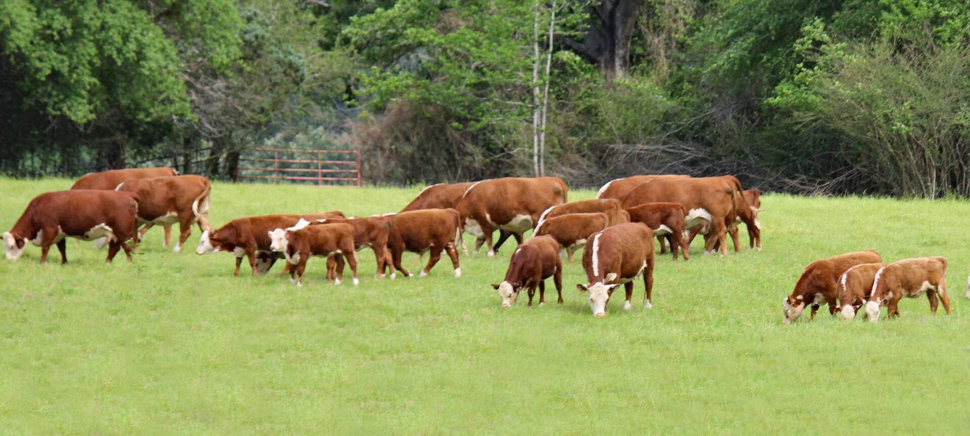 Contact Waggoner Cattle Company