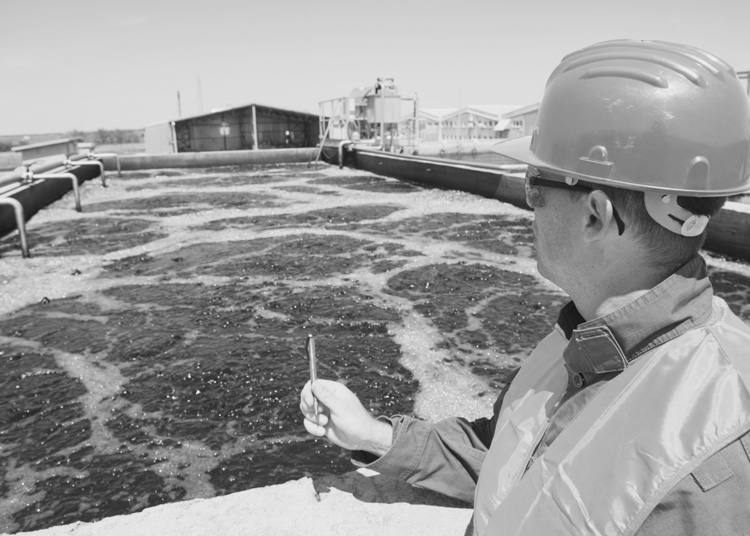 Our History Waggoner