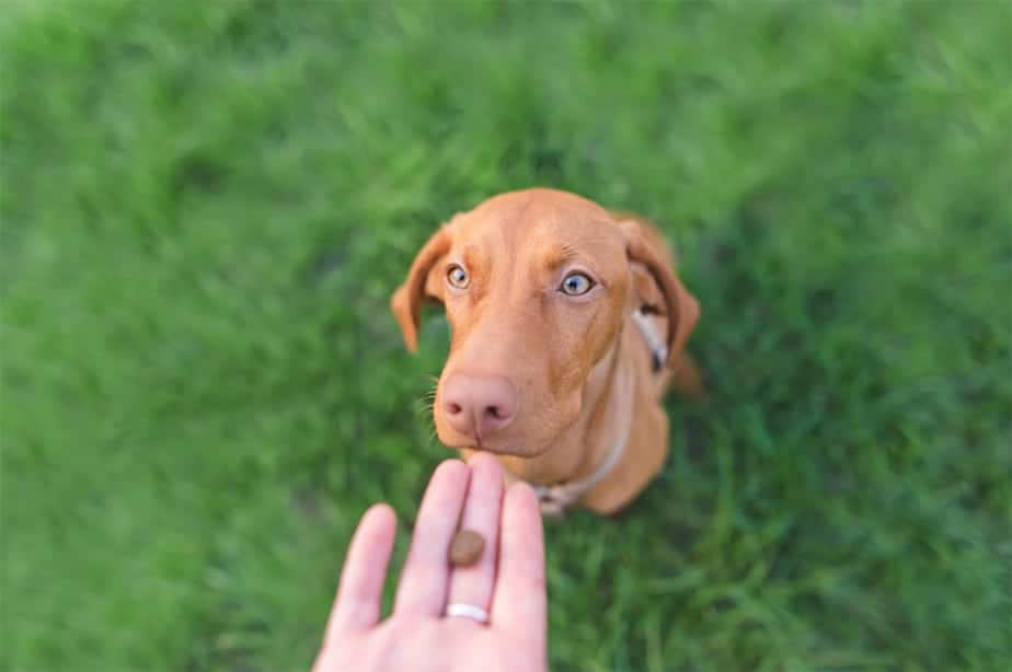 How To Use Rewards in Dog Training Wag N Tails Dog Activity Center