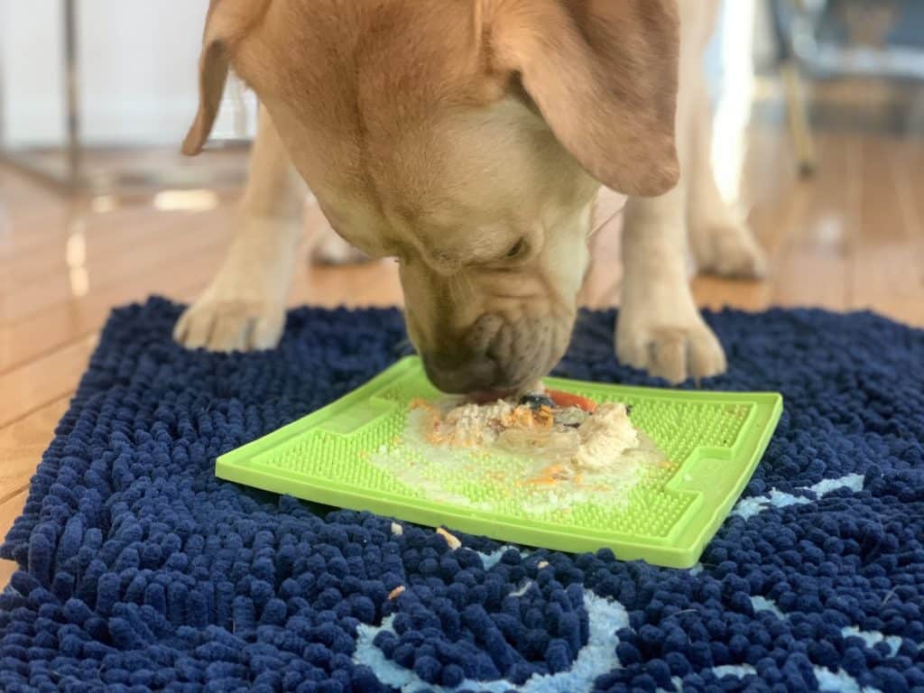 Top Dog Toys for Your Dog Wag n Tails Blog Training and Enrichment