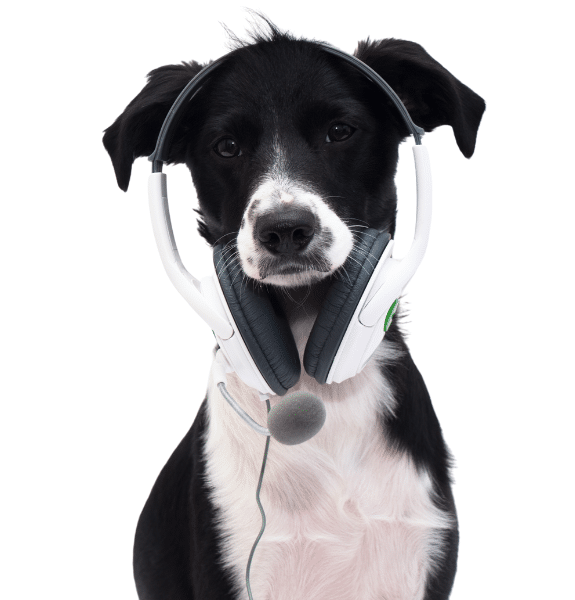 Shop Wag 'N' Tails Dog Activity Center