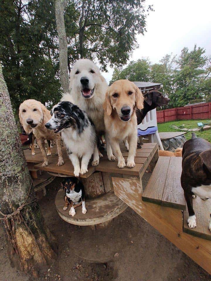 Overnight Stays » Pet Boarding Facility » WagOnInn Medina