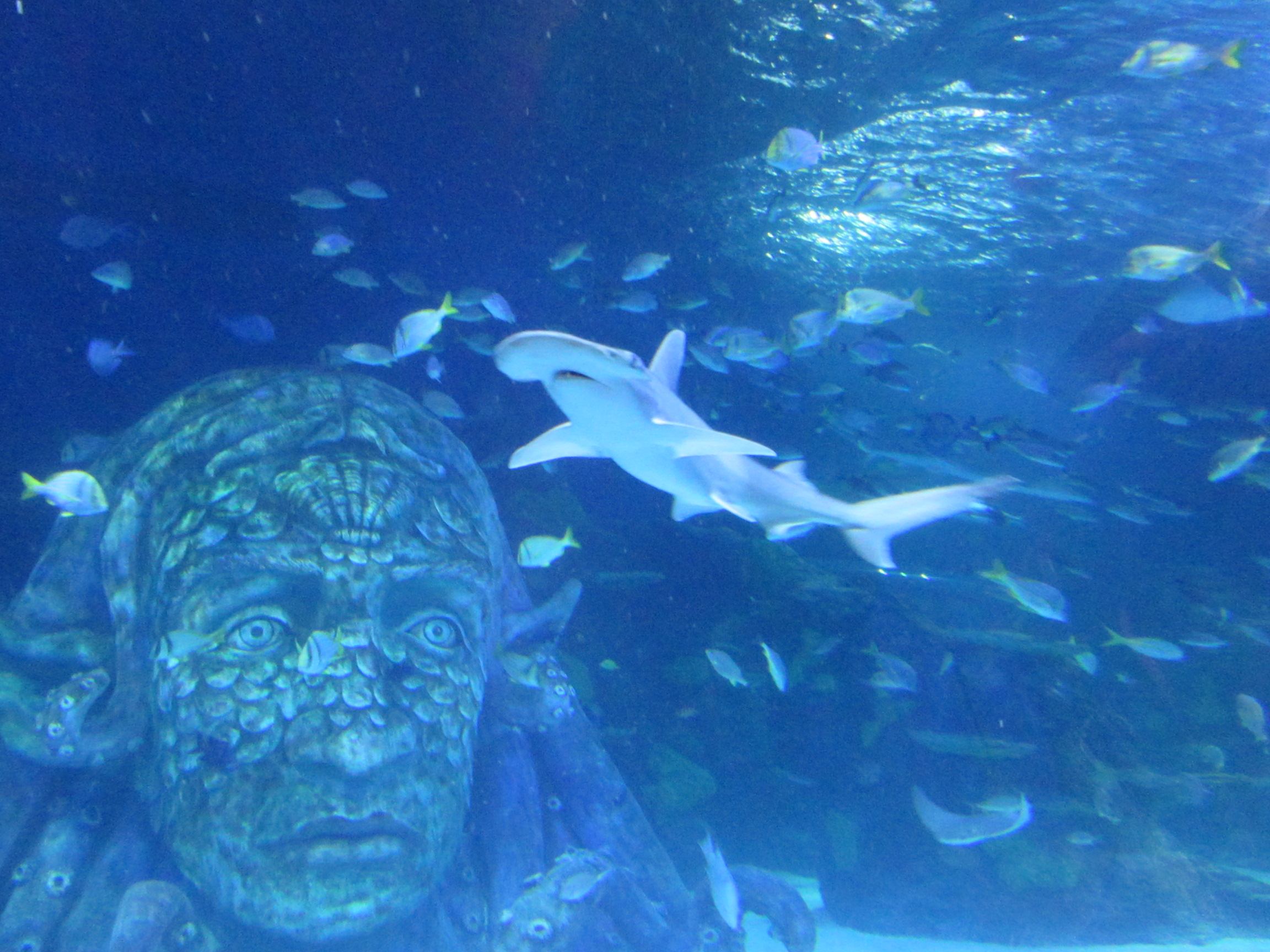 SEA LIFE Michigan Aquarium Review by Richard Christensen Sea Life